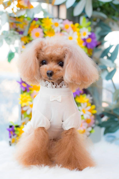 Camiseta de encaje con cuello BUL BU-BU [ropa para perros pequeños, Tops, camiseta de manga corta para celebridades], envío gratis