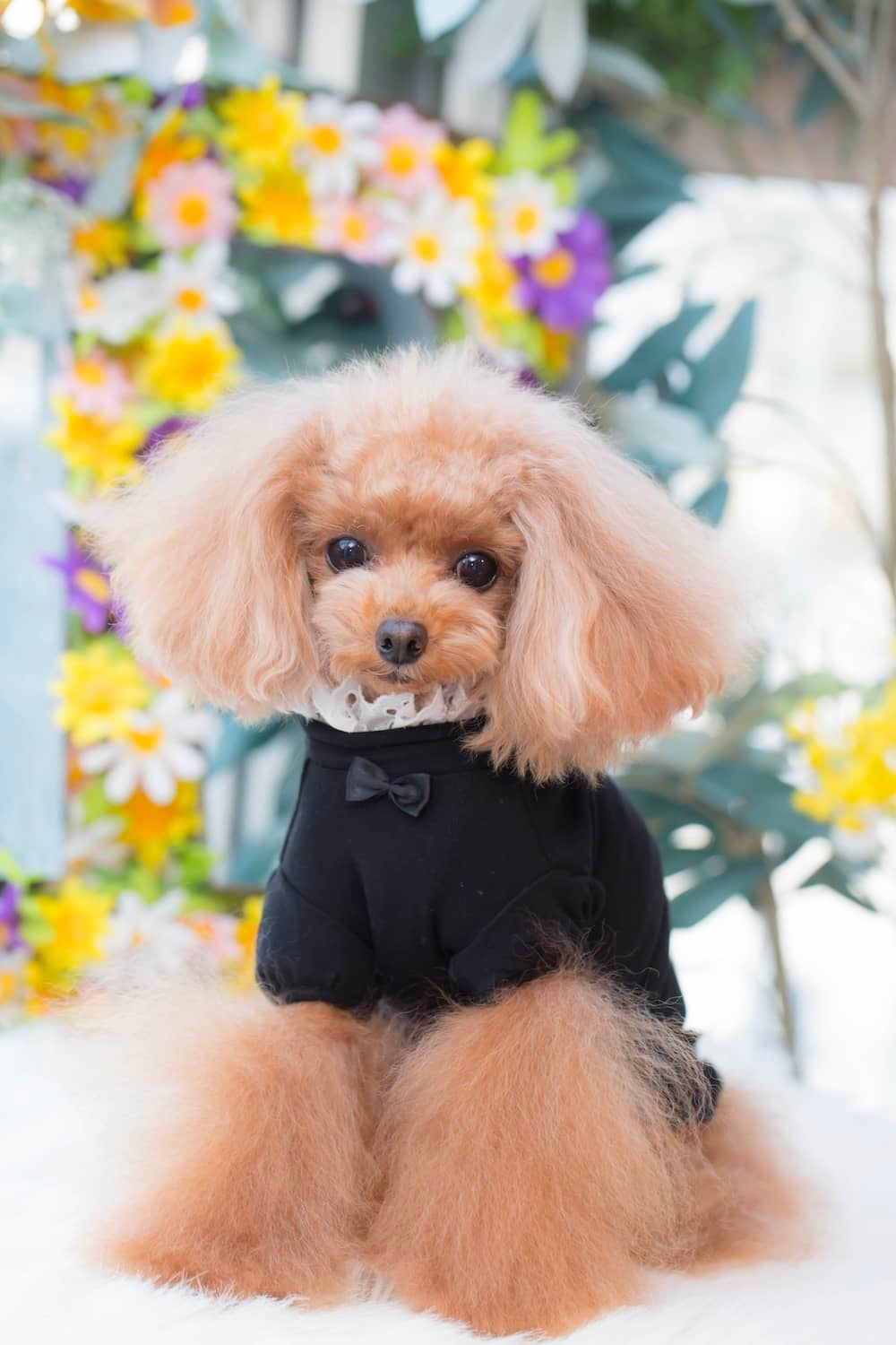 Camiseta de encaje con cuello BUL BU-BU [ropa para perros pequeños, Tops, camiseta de manga corta para celebridades], envío gratis