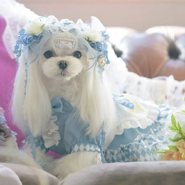 10/15バナナ猫様　❤️アンティークベア2体セット❤️ 10/15バナナ猫様 ❤️アンティークベア2体セット❤️ 楽天市場