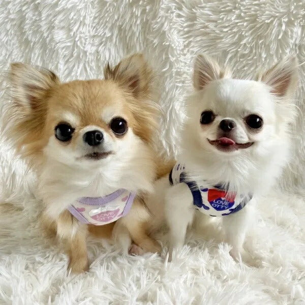 サンリオ　ハローキティ　ファスナーマスコット　犬と散歩　ゴールデンレトリバー サンリオ ハローキティ ファスナーマスコット 犬と散歩