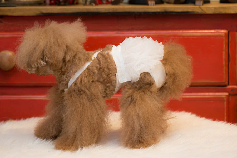 bul bu-bu ブルブブ フリル付き インナーパンツ ホワイト犬服 小型犬用