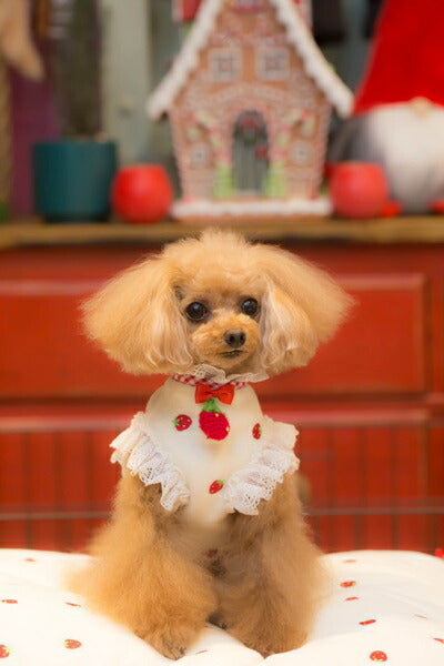 ブルブブ BUL BU-BU いちごボレロ【小型犬 犬服 ウエア トップス ボレロ セレブ】