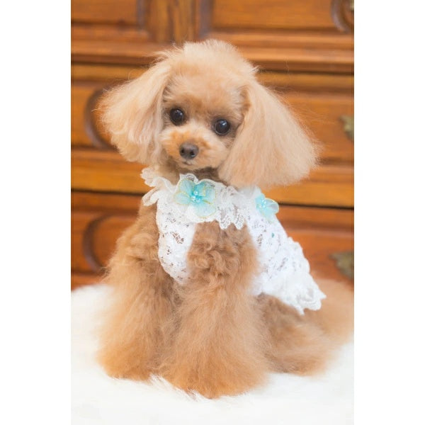 ブルブブ BUL BU-BU レーシーフラワーキャミ【小型犬 犬服 ウエア トップス キャミソール セレブ】