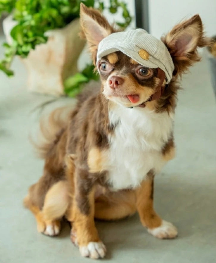 ★受注生産★ガーデン オブ エデン Garden of Eden オーガニックコットンキャスケット【小型犬 セレブ 帽子 キャップ ハット キャスケット】
