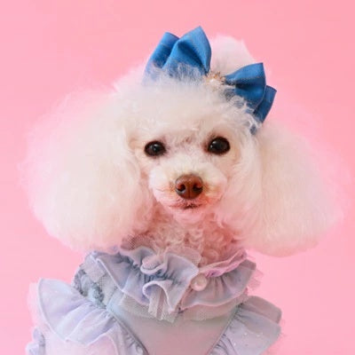 ゴッドピヴァ GODPIVA シルバーラインバレッタ【小型犬 犬用 ヘアアクセサリー バレッタ セレブ】