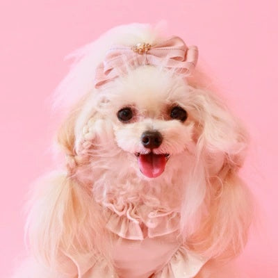 ゴッドピヴァ GODPIVA シルバーラインバレッタ【小型犬 犬用 ヘアアクセサリー バレッタ セレブ】