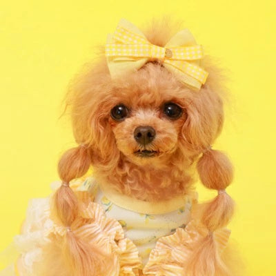ゴッドピヴァ GODPIVA パステルギンガムバレッタ【小型犬 犬用 ヘアアクセサリー バレッタ セレブ】