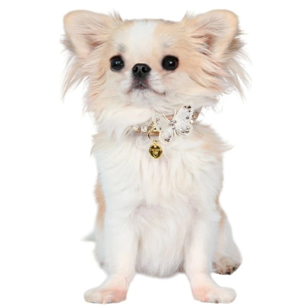 シャーロットドレス Charlotte's Dress Art. f1621N collar Butterfly【小型犬用 犬用 カラー 首輪 セレブ】