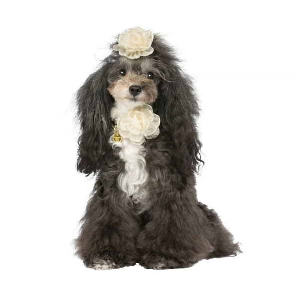 シャーロットドレス Charlotte's Dress Art. f1573N collar Romantic in flower【小型犬用 犬用 カラー 首輪 セレブ】