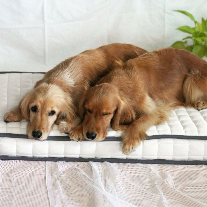 アイドッグ iDog ポケットコイルマットレス コンフォートスリープ 愛犬用95×65cm[17314]【小型犬 犬用 マット セレブ】