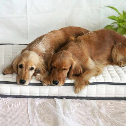 アイドッグ iDog ポケットコイルマットレス コンフォートスリープ 愛犬用95×65cm[17314]【小型犬 犬用 マット セレブ】