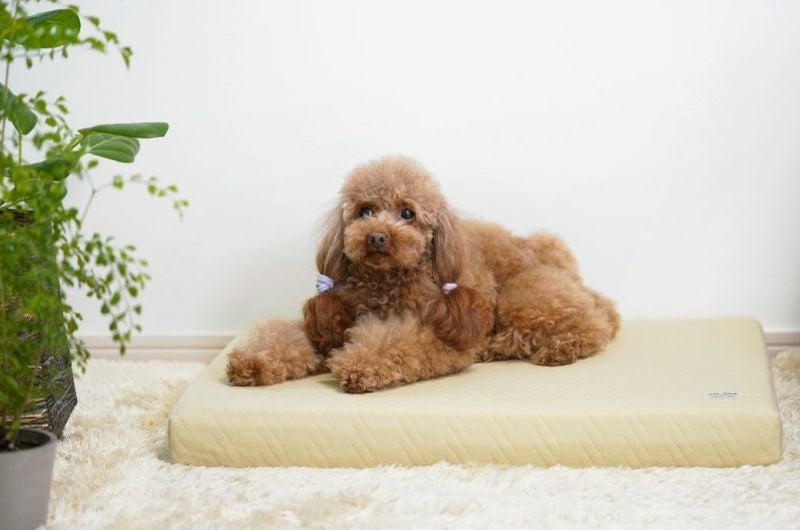 アイドッグ iDog UNAGE エアーメッシュマットレス 防水キルト Mサイズ アイドッグ[17839]【小型犬 犬用 マット セレブ】