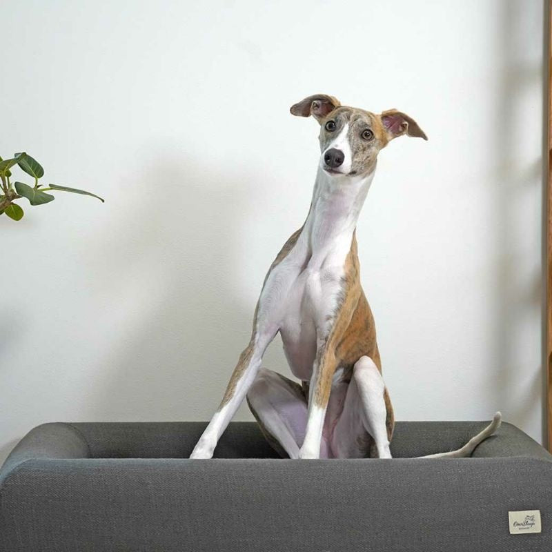 アイドッグ iDog レストキューブベッド Lサイズ アイドッグ[17417]【小型犬 犬用 ソファ ベッド セット セレブ】