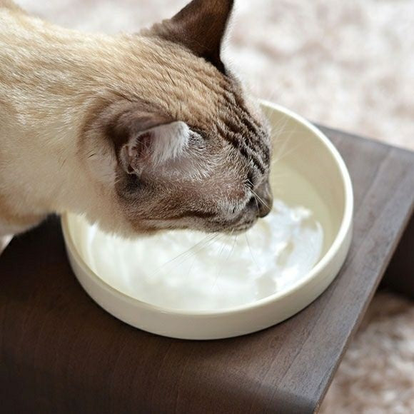 アイドッグ iDog Living Keat Extra キートエキストラ フードボウル別売[LI041]【犬 食器 ダイニンググッズ フードボウル】