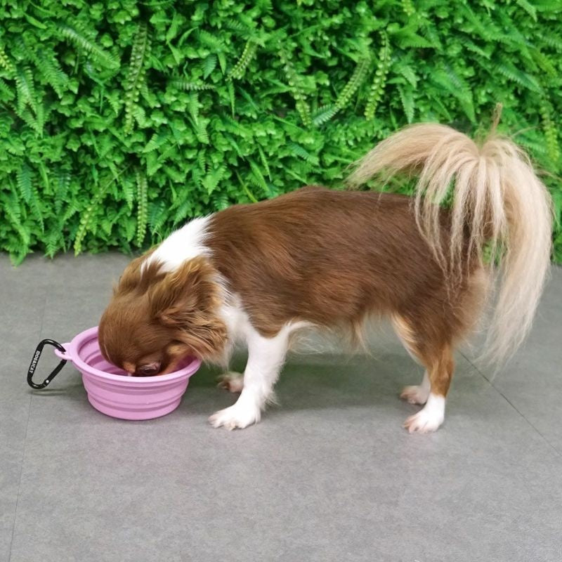 アイドッグ iDog 折り畳みシリコンフードボウル メール便OK[15542]【犬 食器 ダイニンググッズ フードボウル】
