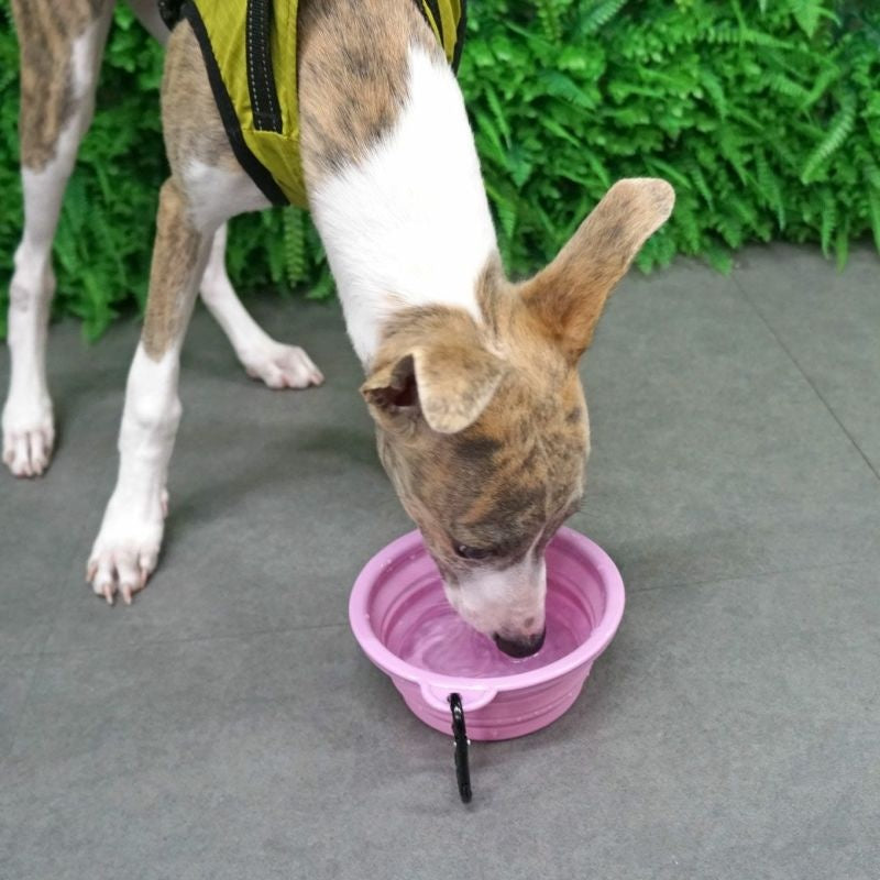 アイドッグ iDog 折り畳みシリコンフードボウル メール便OK[15542]【犬 食器 ダイニンググッズ フードボウル】