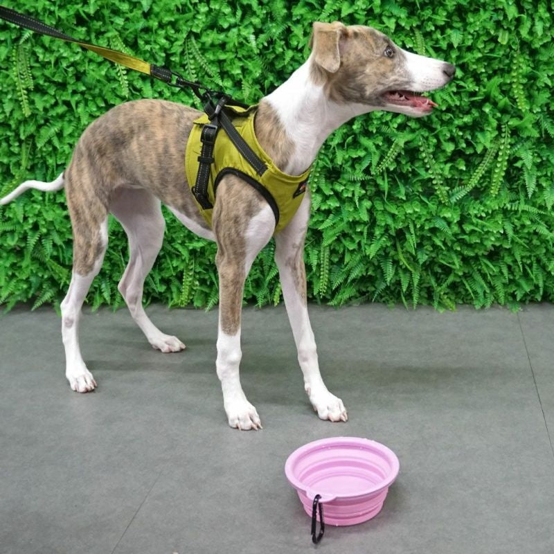 アイドッグ iDog 折り畳みシリコンフードボウル メール便OK[15542]【犬 食器 ダイニンググッズ フードボウル】