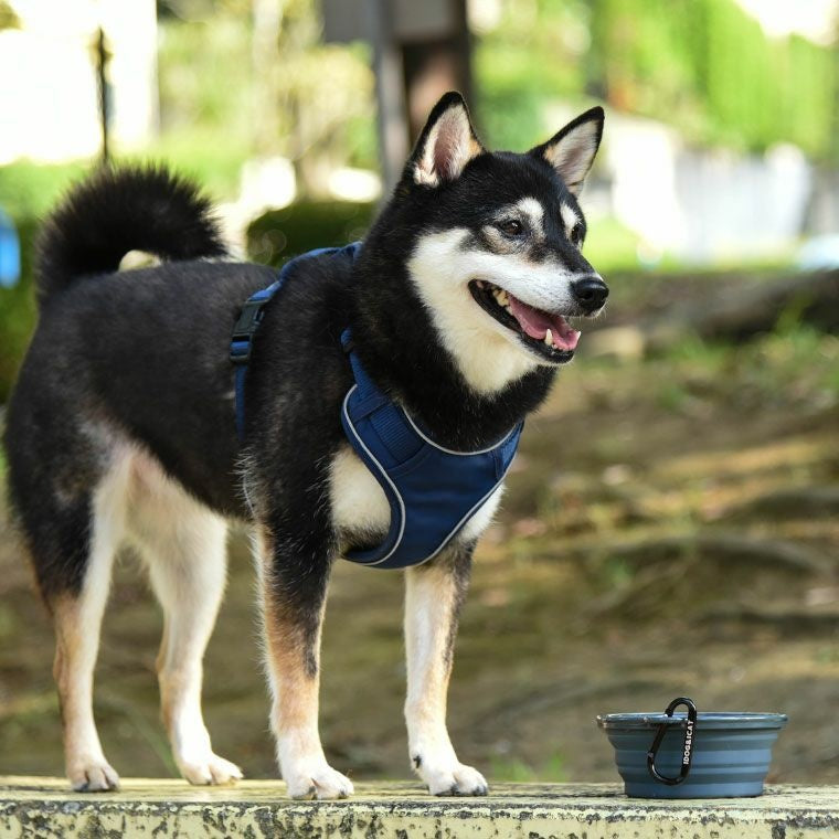 アイドッグ iDog 折り畳みシリコンフードボウル メール便OK[15542]【犬 食器 ダイニンググッズ フードボウル】