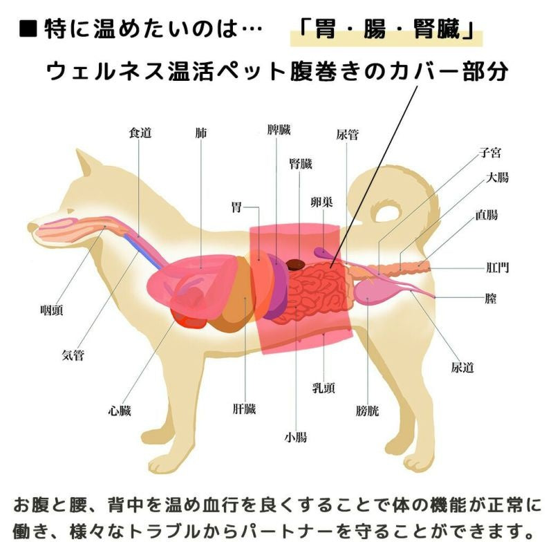 アイドッグ iDog UNAGE アンエイジ DANON 中大型犬用 ウェルネス温活ペット腹巻き アイドッグ メール便OK[16879]【シニア 犬用 服 セレブ】