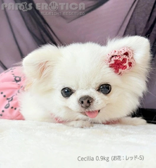 パリエロ PARIERO [受注限定] レース編みニット Hair Bow【小型犬 犬用 ヘアアクセサリー セレブ】