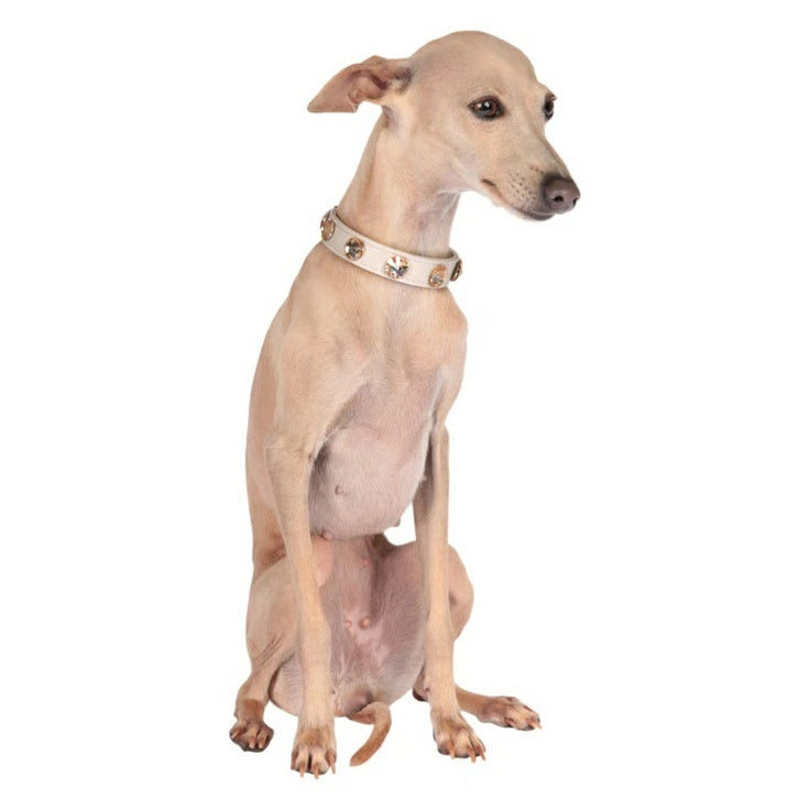シャーロットドレス Charlotte's Dress Art. f1219N collar Owen【犬用 カラー ハーネス リード セレブ】