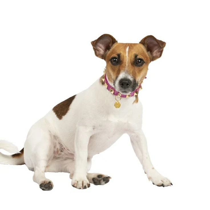 シャーロットドレス Charlotte's Dress Art. f1519N15 collar Square rivet【犬用 カラー ハーネス リード セレブ】