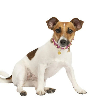 シャーロットドレス Charlotte's Dress Art. f1519N15 collar Square rivet【犬用 カラー ハーネス リード セレブ】