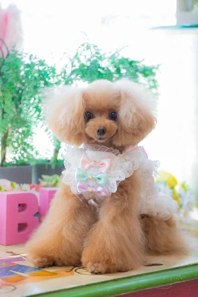 ブルブブ BUL BU-BU シャーリングキャミ【小型犬 犬服 トップス キャミソール タンクトップ セレブ】