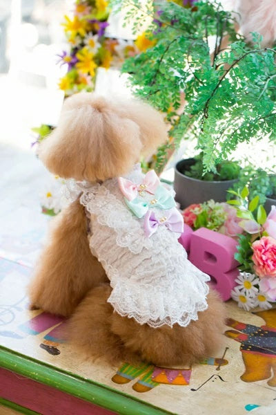 ブルブブ BUL BU-BU シャーリングキャミ【小型犬 犬服 トップス キャミソール タンクトップ セレブ】