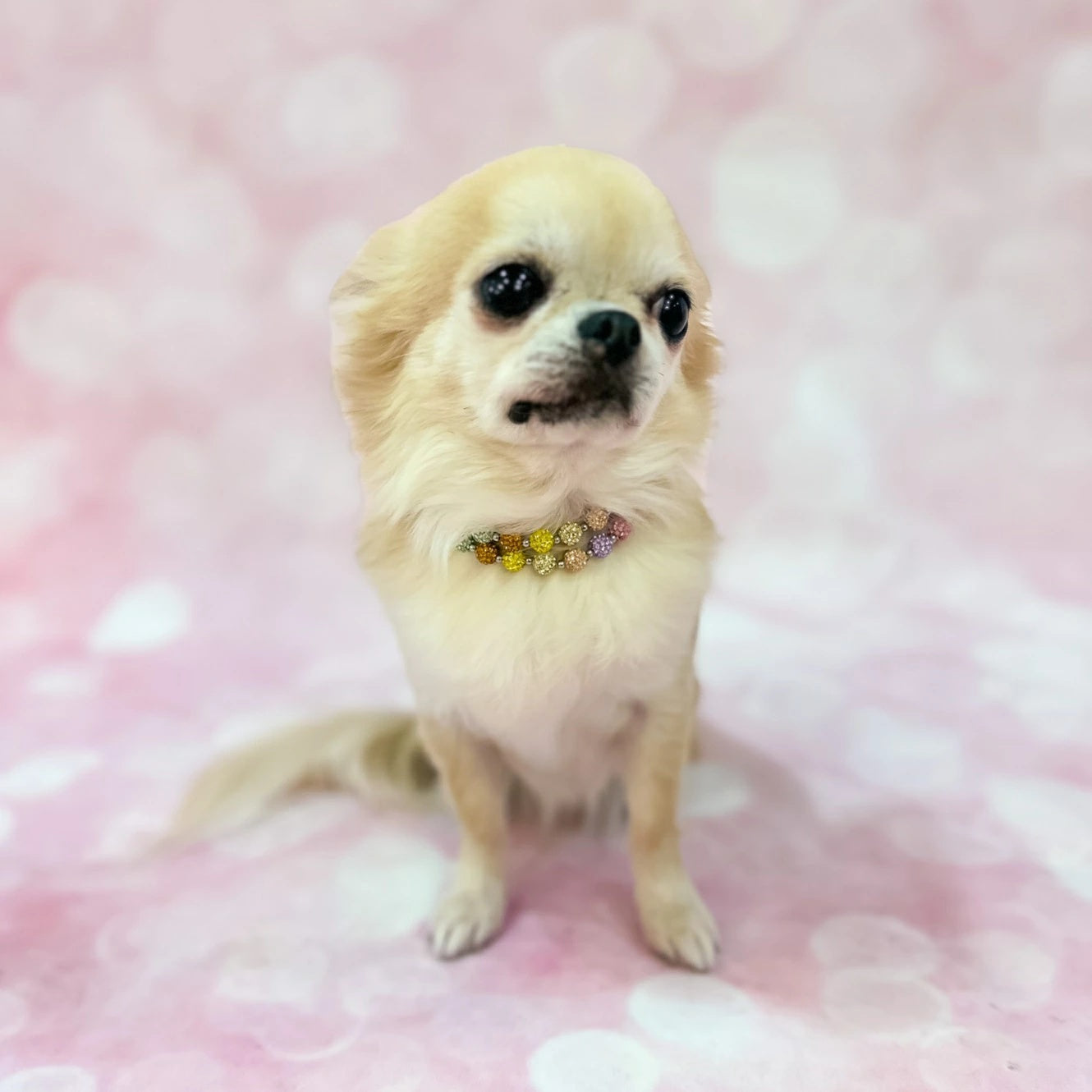 フォーペッツオンリー For Pets Only You Are My Rainbow Necklace【犬用 アクセサリー ネックレス セレブ】