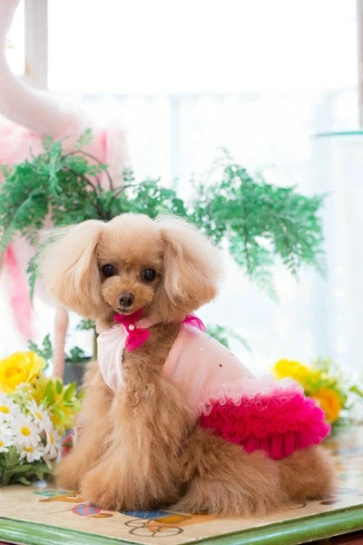 ブルブブ BUL BU-BU COOL グラデO/P【小型犬 犬服 トップス キャミソール タンクトップ セレブ】