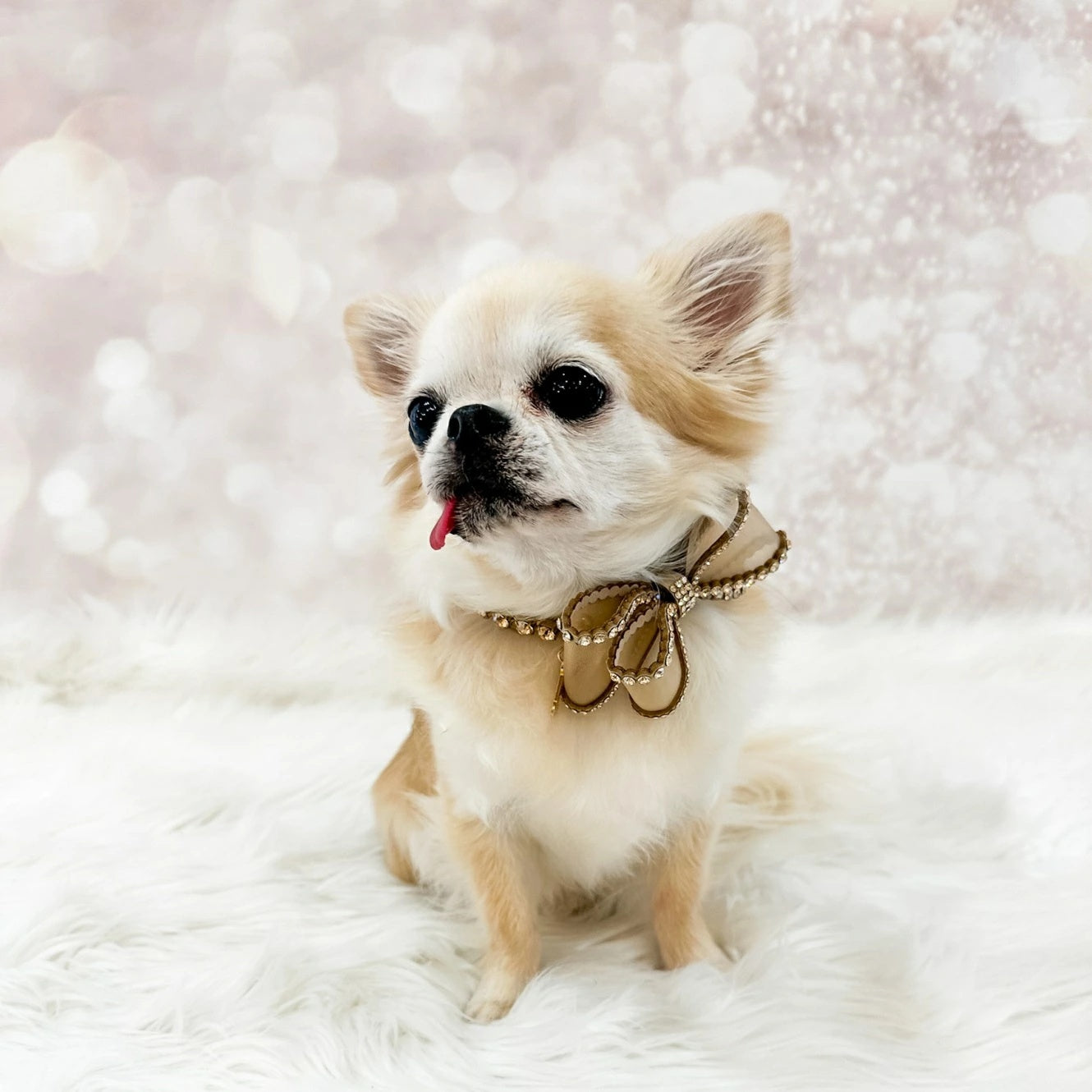 フォーペッツオンリー For Pets Only Perfection In A Bow Collar Greige【小型犬用 犬用 カラー 首輪 お散歩 セレブ】