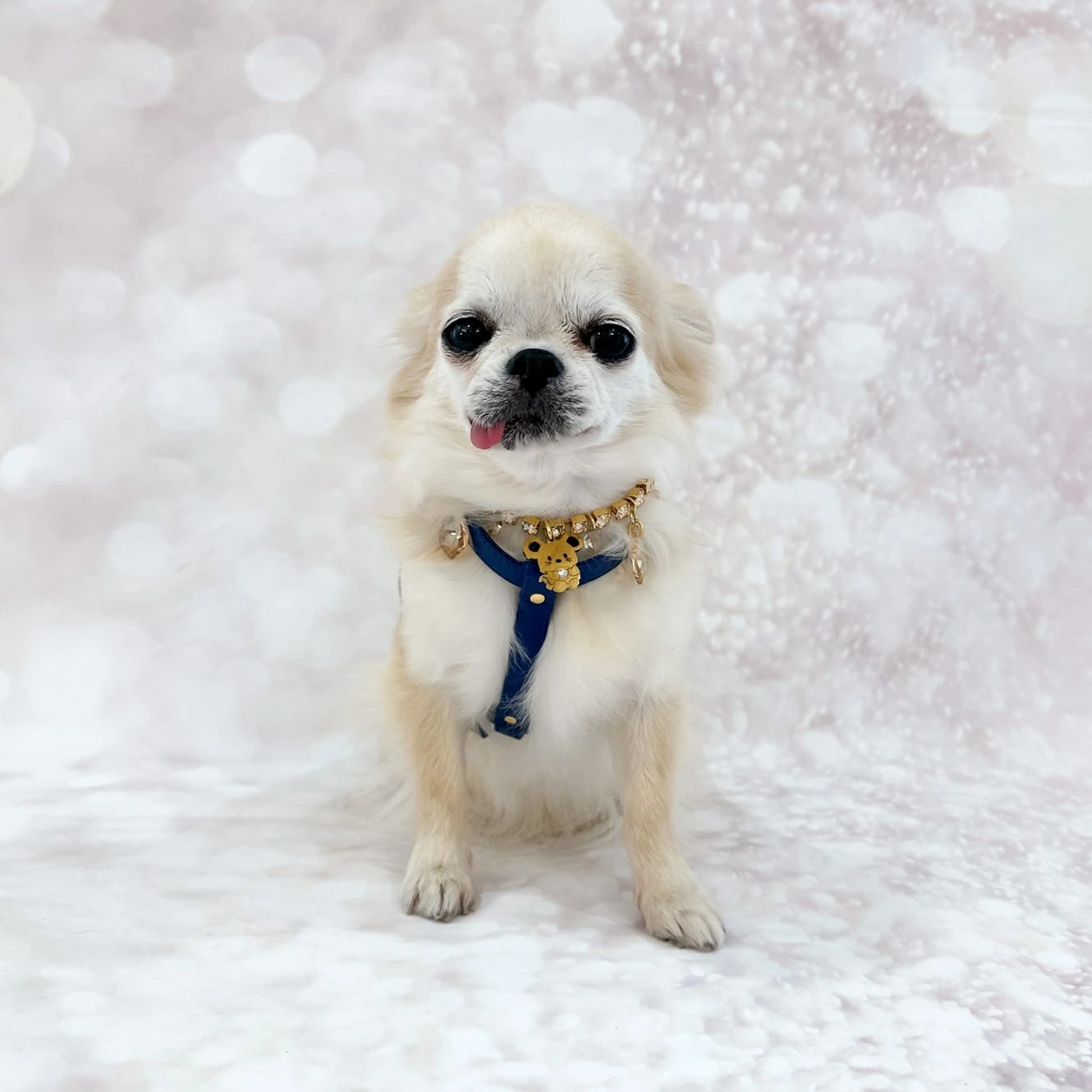 フォーペッツオンリー For Pets Only TopoMio Lover Harness Deep Blue【小型犬用 犬用 ハーネス セレブ】