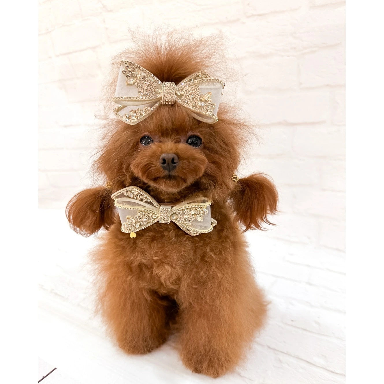 フォーペッツオンリー For Pets Only Eternal Champagne Collar【小型犬用 犬用 カラー 首輪 セレブ】