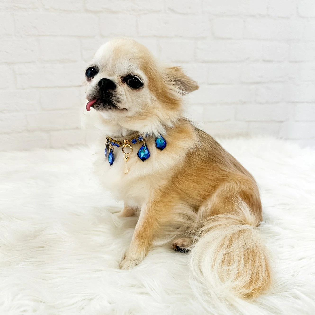 フォーペッツオンリー For Pets Only Magic Drops Collar Blue【小型犬用 犬用 カラー 首輪 セレブ】