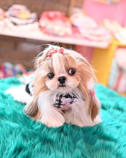J&Kアニマルズ J&K animals ゴスロリ シャツ【小型犬 犬服 トップス シャツ】