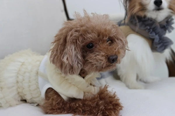 ミムット mimtto Tulle scarf【小型犬 犬用 アクセサリー スカーフ マフラー ストール セレブ】