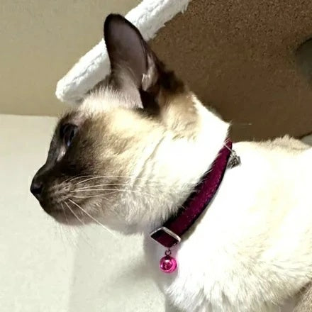 バーディ BIRDIE CATベロアカラー【猫用 ペット 首輪 カラー セレブ】
