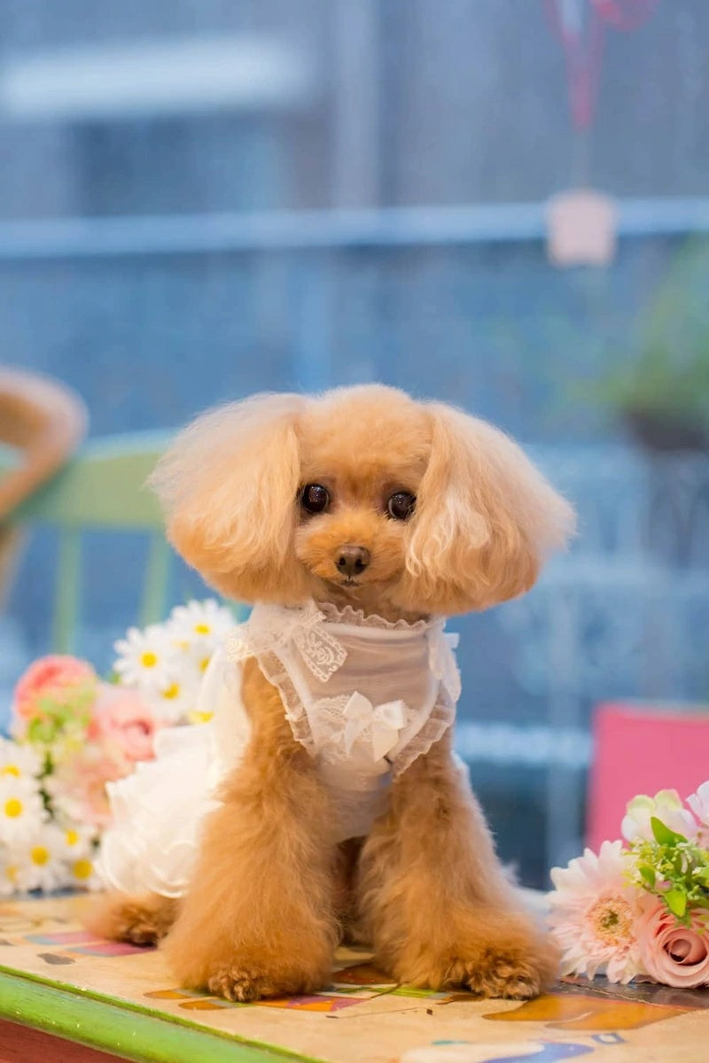 ブルブブ BUL BU-BU Classical 2WAY O/P【小型犬 犬服 ワンピース ドレス スカート セレブ】