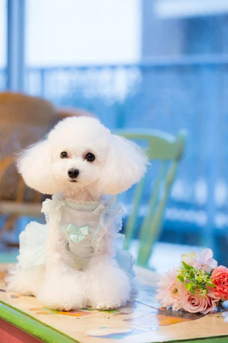 ブルブブ BUL BU-BU Classical 2WAY O/P【小型犬 犬服 ワンピース ドレス スカート セレブ】