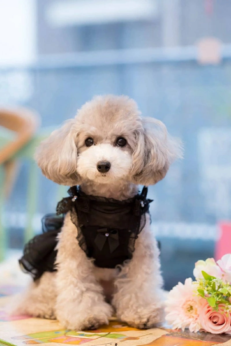 ブルブブ BUL BU-BU Classical 2WAY O/P【小型犬 犬服 ワンピース ドレス スカート セレブ】
