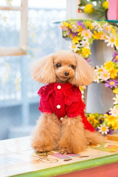 ブルブブ BUL BU-BU WOOLコートワンピ【小型犬 犬服 アウター コート セレブ】