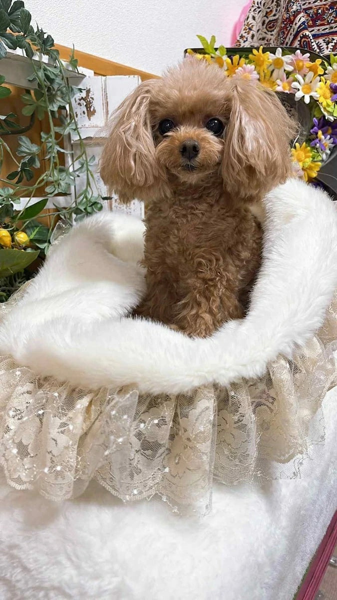 ブルブブ BUL BU-BU Leopard Bed【小型犬 犬用 ベッド ベット セレブ】