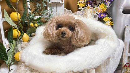 ブルブブ BUL BU-BU Leopard Bed【小型犬 犬用 ベッド ベット セレブ】