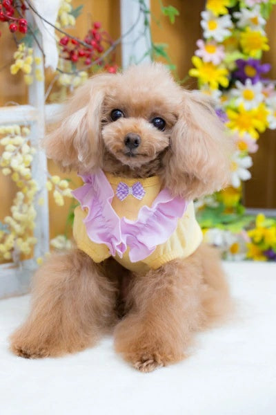 ブルブブ BUL BU-BU LOVE パフスリーブTee【小型犬 犬服 トップス Tシャツ セレブ】