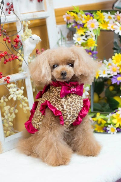 ブルブブ BUL BU-BU Ribbon 【予約】ファーベスト【小型犬 犬服 アウター ジャケット ベスト セレブ】