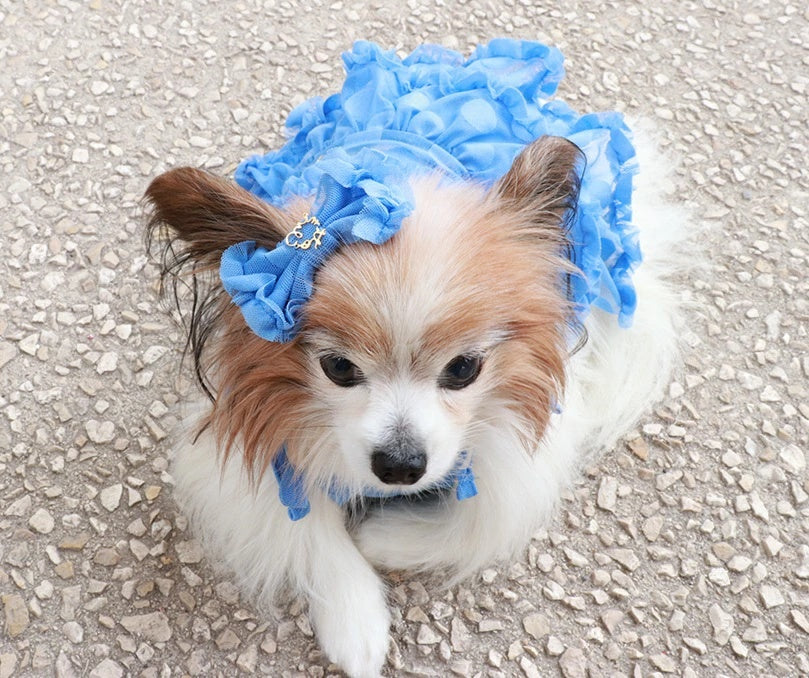 ミムット mimtto Tiered Tulle Dress【小型犬 犬服 ドッグウェア ワンピース ドレス スカート セレブ】