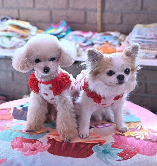 J&Kアニマルズ J&K animals ☆予約受付中☆いちごケーキTシャツ【小型犬 犬服 トップス Tシャツ】