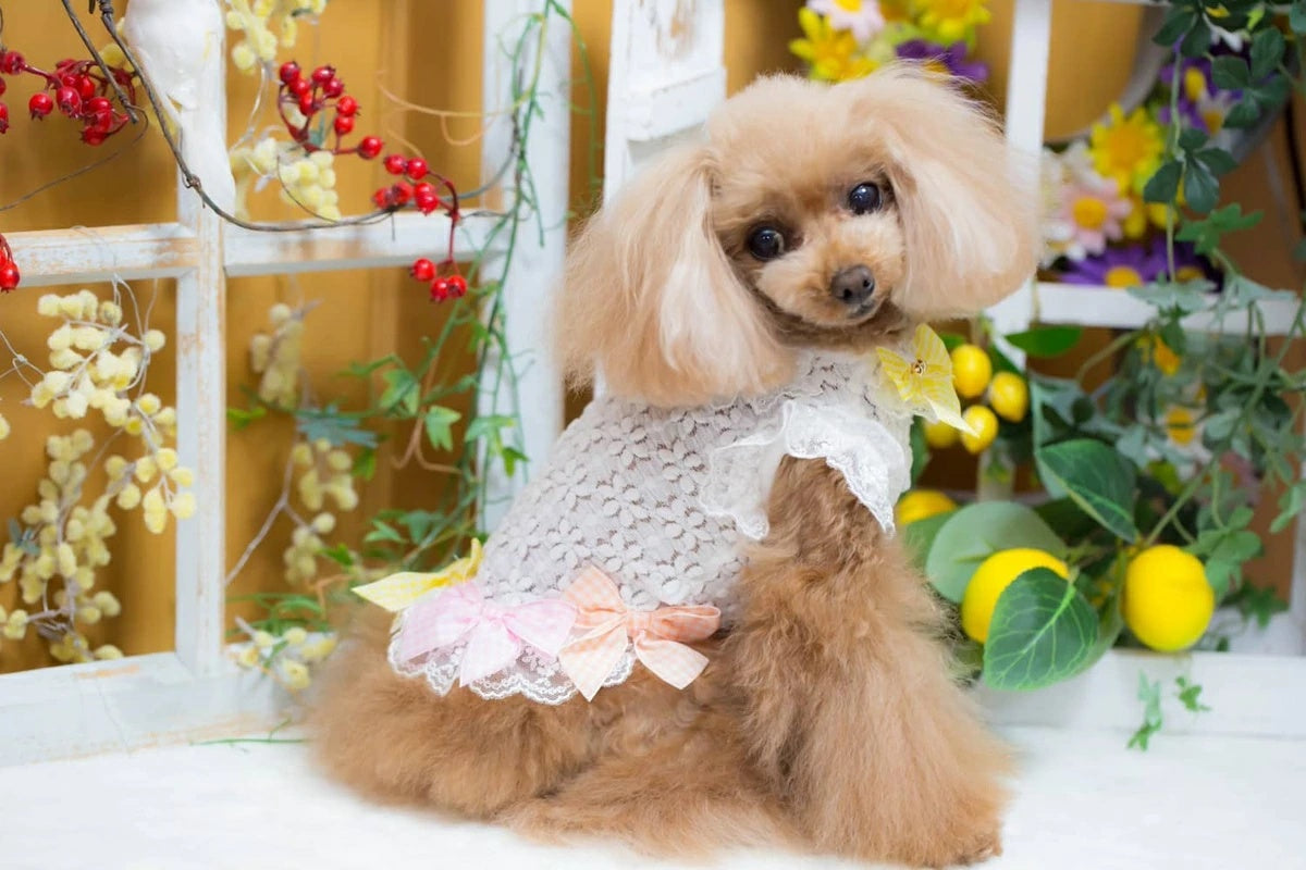 ブルブブ BUL BU-BU ギンガムリボンレースキャミ【小型犬 犬服 ドッグウエア ウエア トップス キャミソール キャミ セレブ】