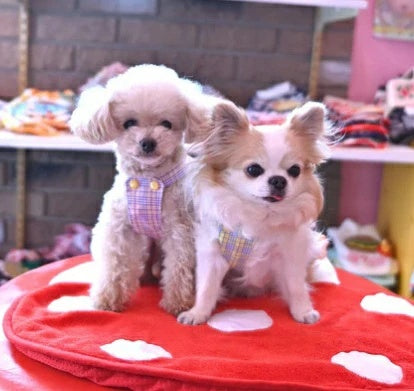 J&Kアニマルズ J&K animals ☆予約受付中☆ パイレーツ スカート【犬服 ドッグウエア ウエア ワンピース スカート ドレス】